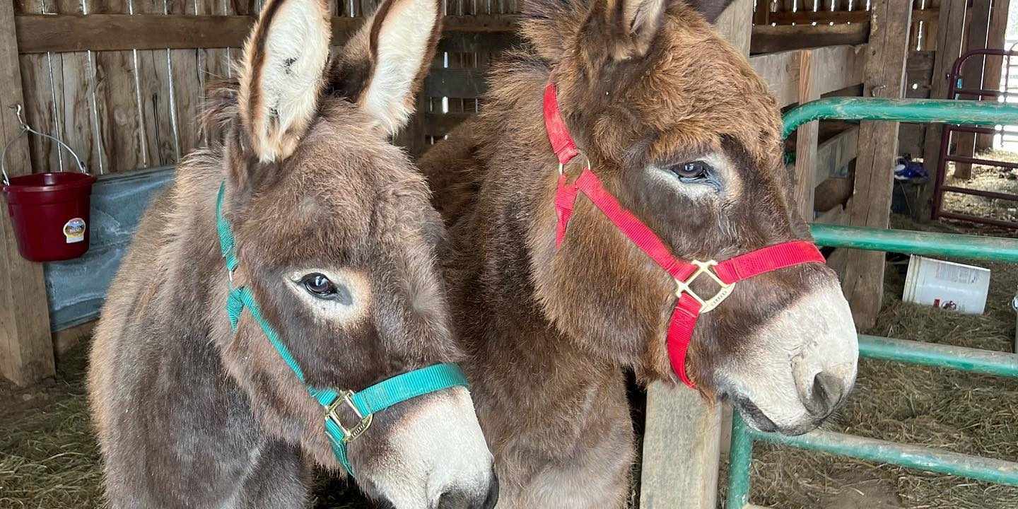 donkeys 2