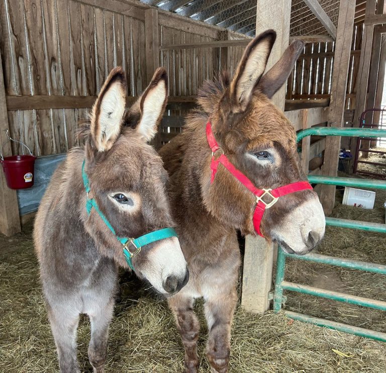 donkeys 2