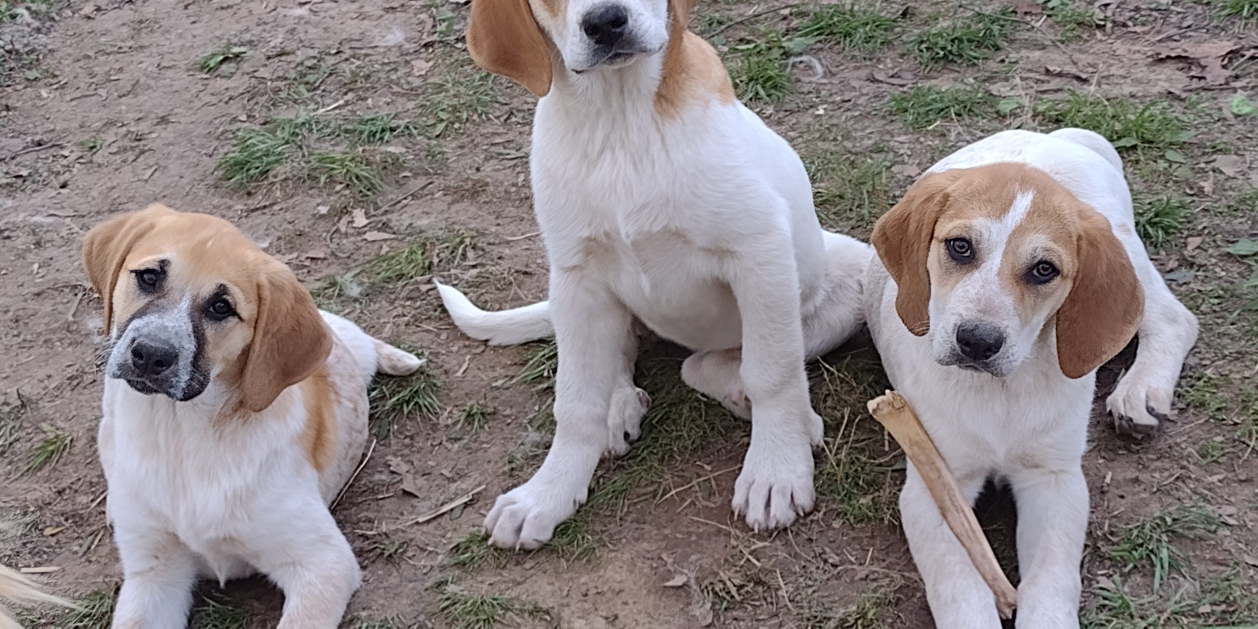 IMG_20220426_173844262