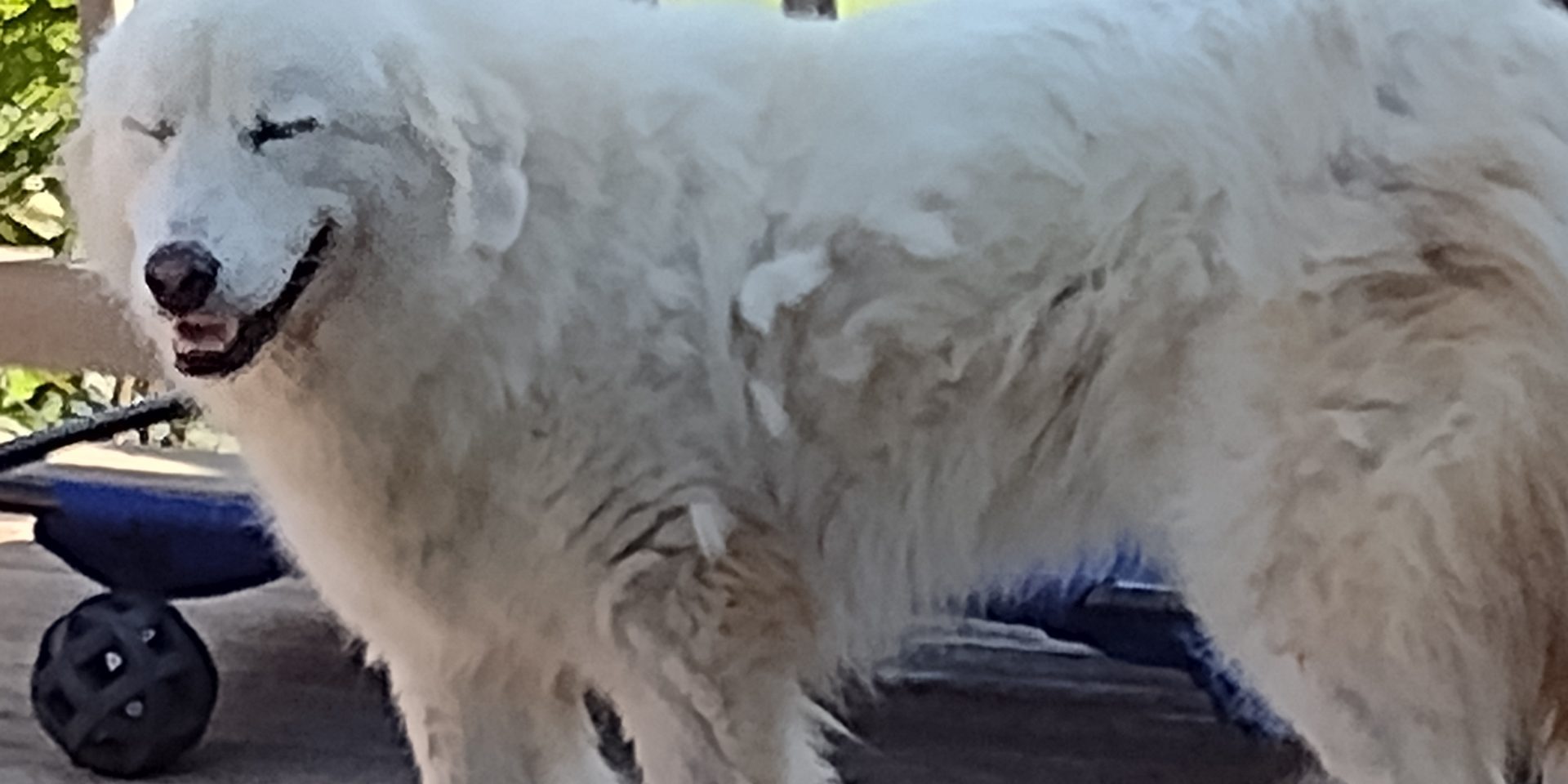 IMG_20220809_083424966