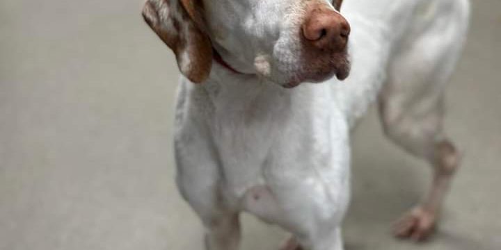 FB_IMG_1680306680558