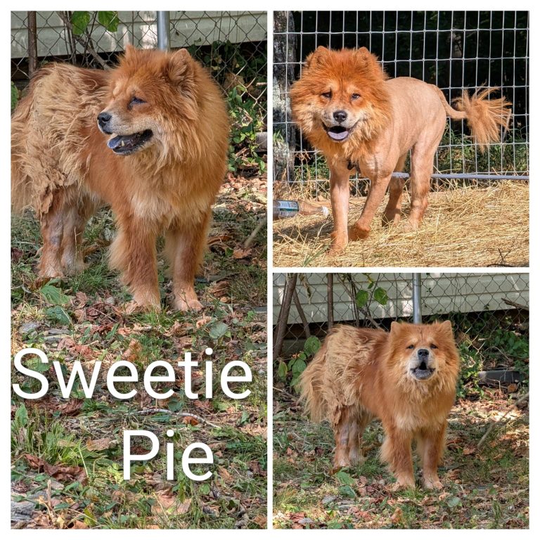 Sweetie Pie